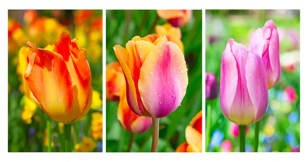 Frisch blühende Tulpen — Stockfoto