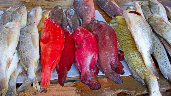 Maputo fish market — Stock Photo, Image