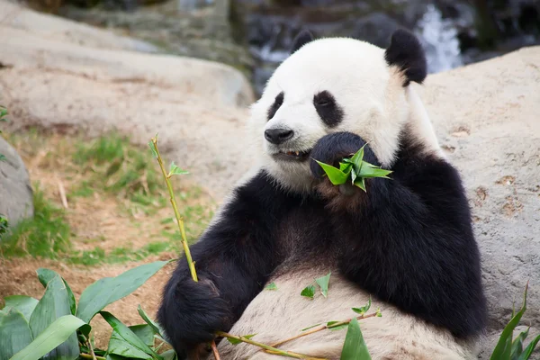 Urso Panda — Fotografia de Stock