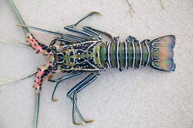 Mercan langouste