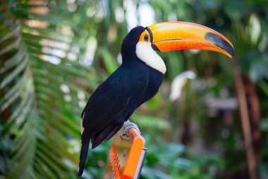 renkli tucan