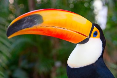 renkli tucan