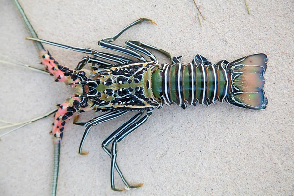 Langouste en coral — Foto de Stock