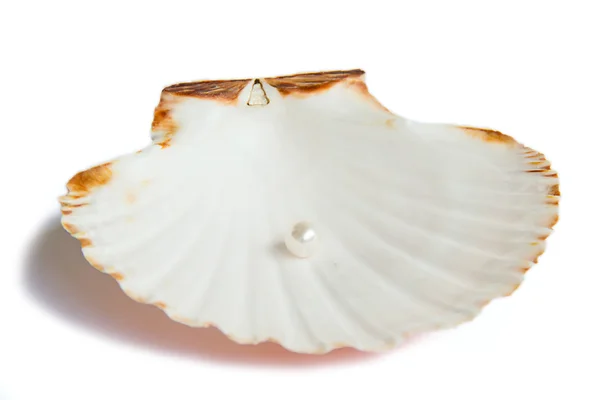 Sea shell with pearl — Stock Photo, Image