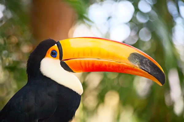 Tucan colorido — Fotografia de Stock