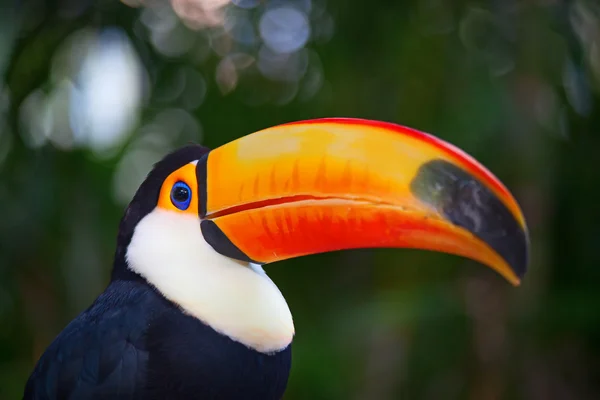 Tucan coloré — Photo