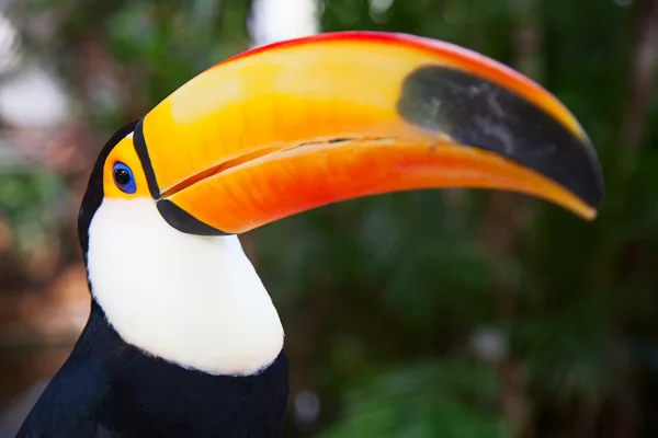 Colorful tucan — Stock Photo, Image