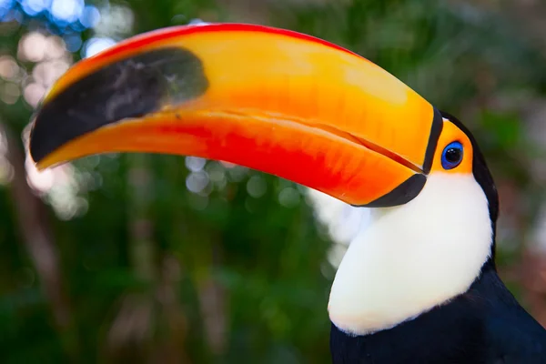 Tucan colorido — Fotografia de Stock