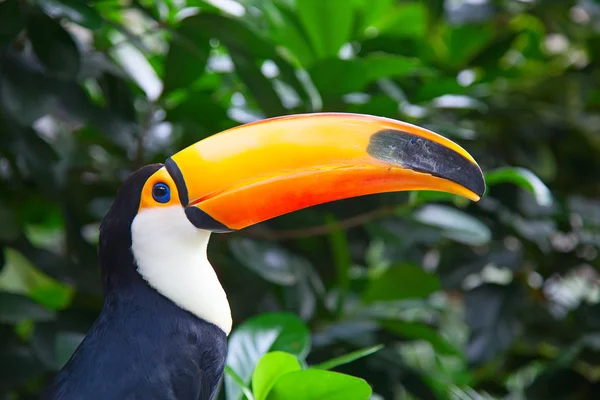 Färgglada tucan — Stockfoto