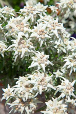 Ünlü çiçek Edelweiss