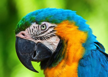 Mavi ve Sarı Macaw