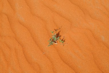 Yeşil bitki kırmızı kum üzerinde