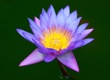 Menekşe lotus çiçeği