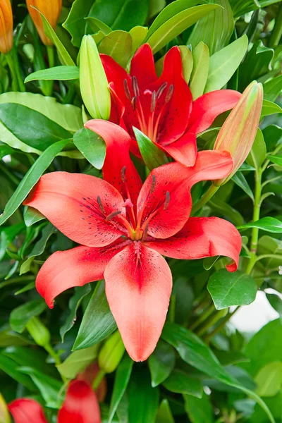 Blossoming red lilies — Stock Photo, Image