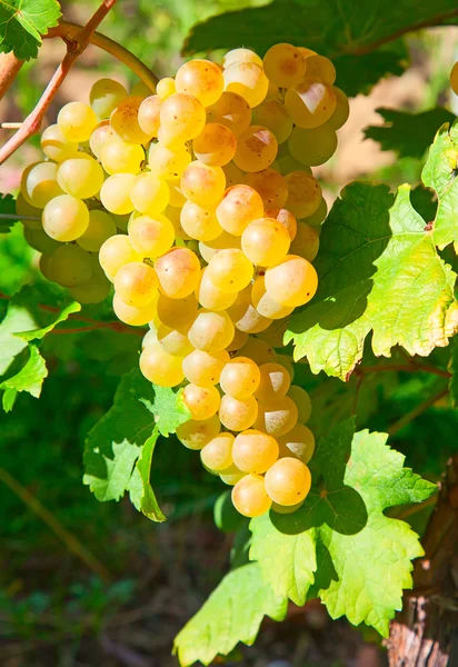 I vigneti della regione di Lavaux — Foto Stock