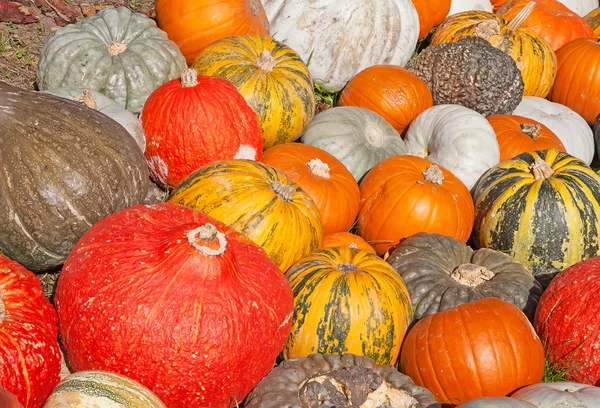 Färgglada pumpor på hösten marknaden — Stockfoto