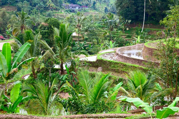 Rice fields, prepared for rice — Stock Photo, Image