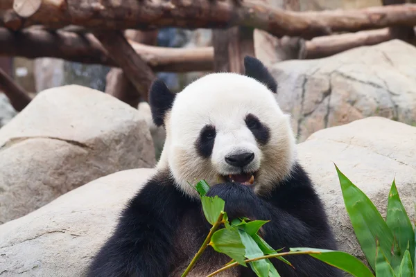 Urso panda comendo folhas de bambu — Fotografia de Stock