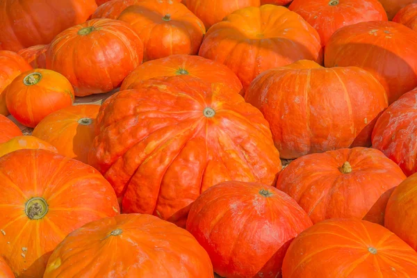 Calabazas coloridas en el mercado de otoño — Foto de Stock