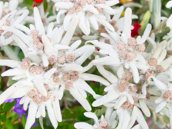 Berühmte Blumen Edelweiß — Stockfoto