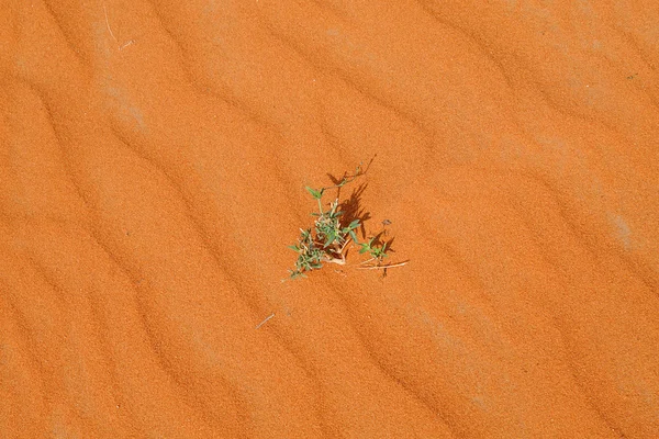 Зелена рослина на червоному піску — стокове фото