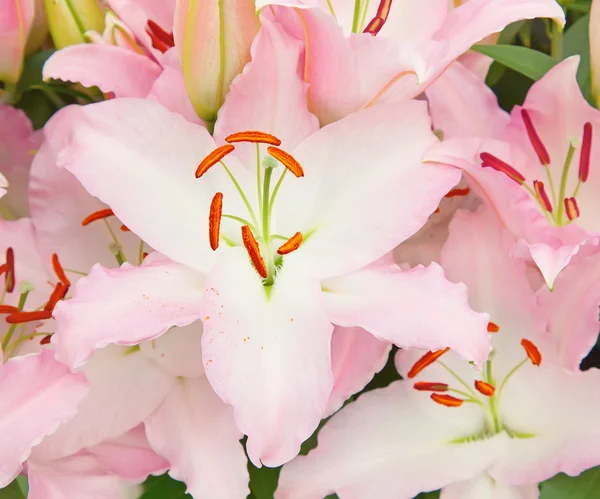 Pink lily flowers — Stock Photo, Image