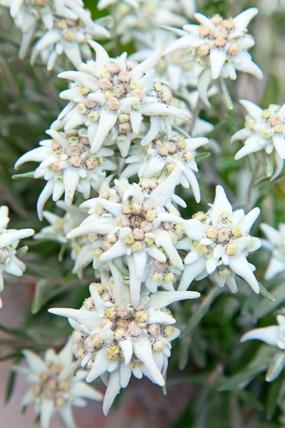 Famous flowers Edelweiss — Stock Photo, Image