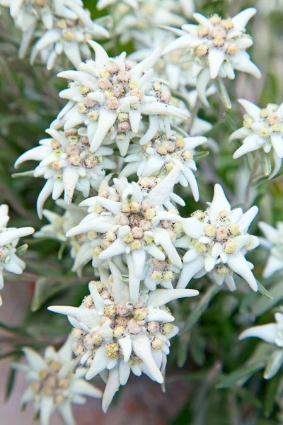 Híres virágok Edelweiss — Stock Fotó