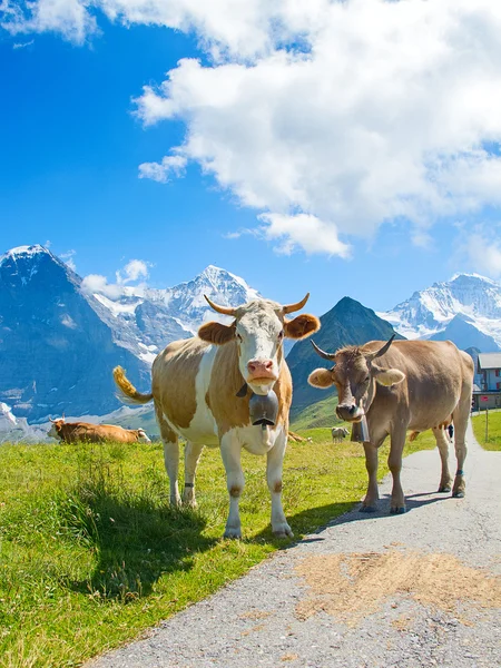 在阿尔卑斯山的瑞士牛 — 图库照片
