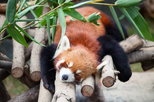 Vermelho panda dormindo na árvore — Fotografia de Stock