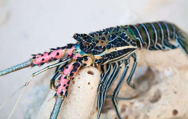 Langouste en un pedazo de coral — Foto de Stock