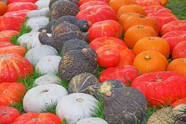 Барвисті гарбузи на осінньому ринку — стокове фото