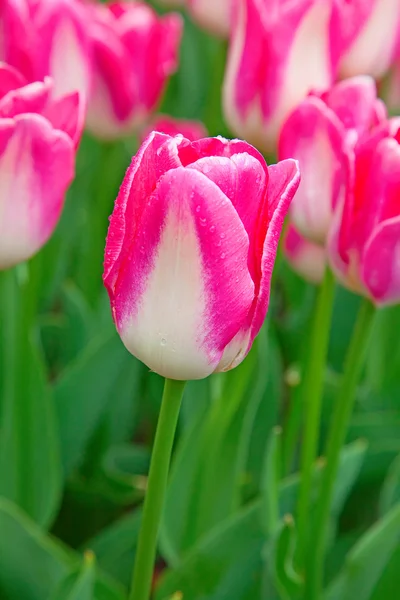 新鮮なピンクのチューリップを開花 — ストック写真