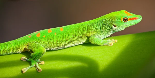 Ağaçtaki yeşil kertenkele