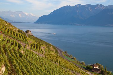 lavaux bölgedeki üzüm bağları