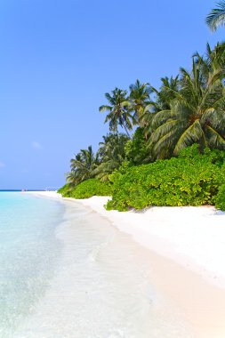 Maldivlere Island beach