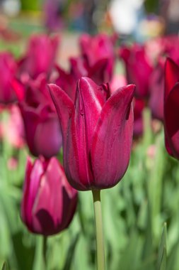 Taze çiçek açan laleler