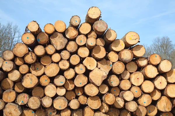 Свіжі дерев'яні шпильки — стокове фото