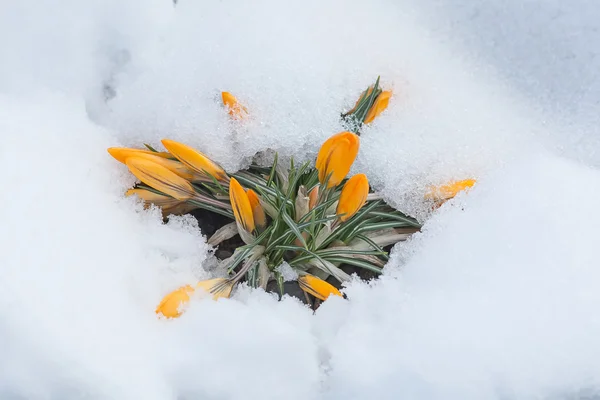 Gul krokusar i snö — Stockfoto