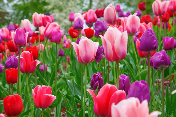 Fresh blooming tulips — Stock Photo, Image