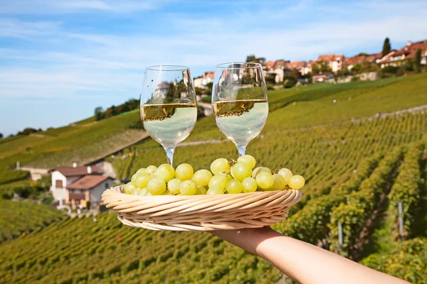 Vingårdarna i Lavaux region — Stockfoto