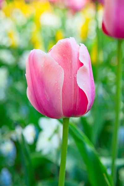 Tulipanes frescos en flor — Foto de Stock