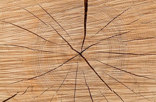 Borchie di legno fresco — Foto Stock