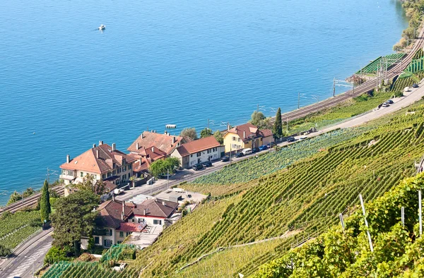 Vinhas da região de Lavaux — Fotografia de Stock