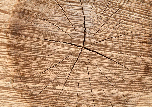 Borchie di legno fresco — Foto Stock