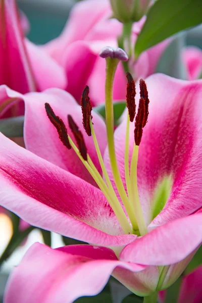 Blossoming lilies close-up — Stock Photo, Image