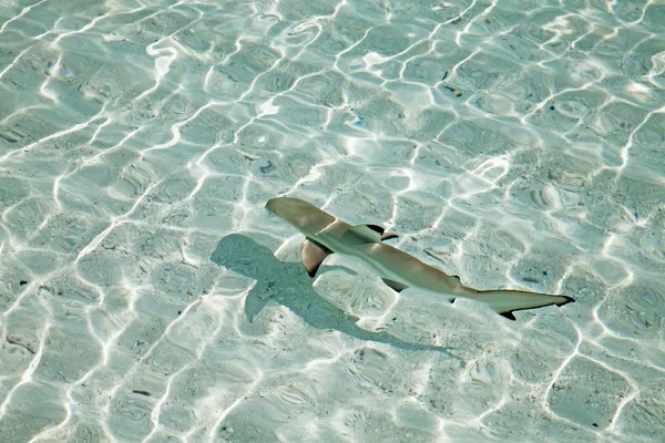 Tiburón de arrecife Blacktip —  Fotos de Stock