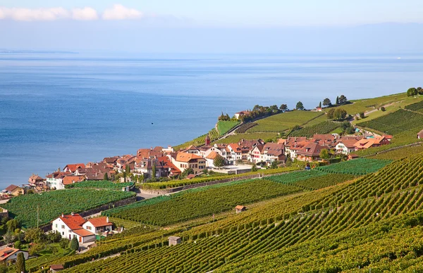 Vinhas da região de Lavaux — Fotografia de Stock