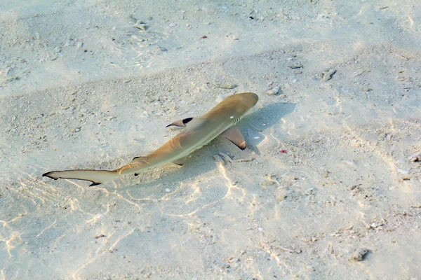 Tiburón de arrecife Blacktip —  Fotos de Stock