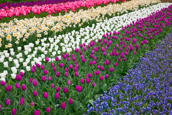 Tulipanes frescos en flor —  Fotos de Stock